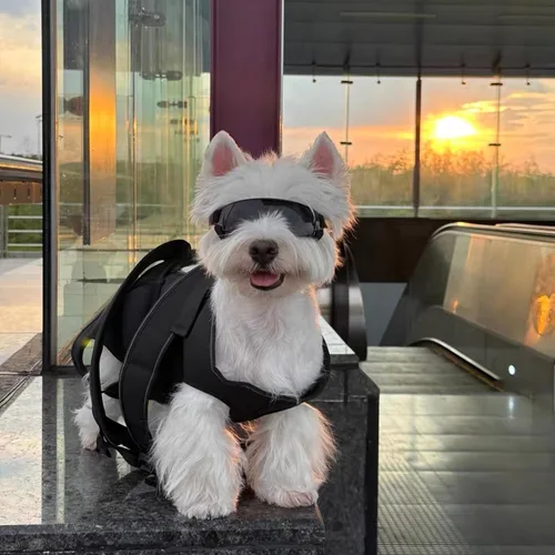 Vista 6 de ENJOYING Lentes de sol para perros de razas pequeñas, antirayos UV para perros pequeños, resistentes al viento, protección de ojos de perro