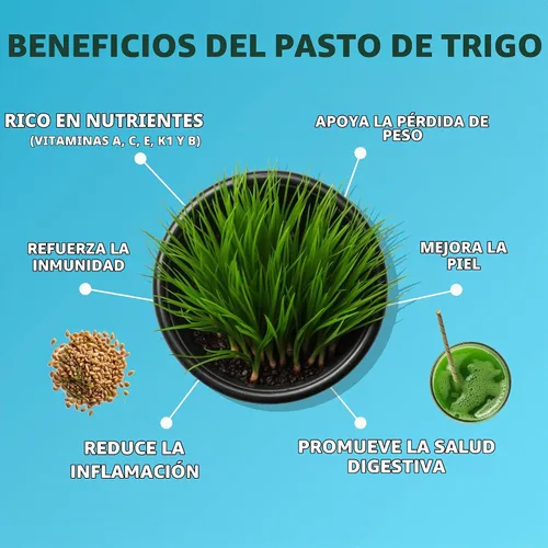 Vista 2 de Semillas de pasto de trigo Sin OGM Cultivadas en Estados Unidos de nuestra granja a tu mesa (2 libras)