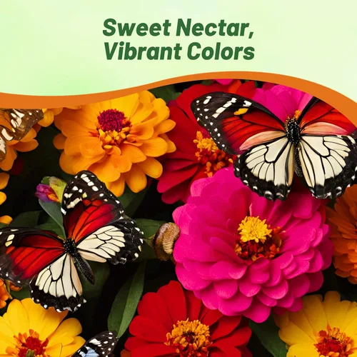 Vista 5 de Outsidepride - Zinnia Elegans, 200 semillas anuales, Candy Flower Seed Mix, mezcla de semillas de flores para plantar