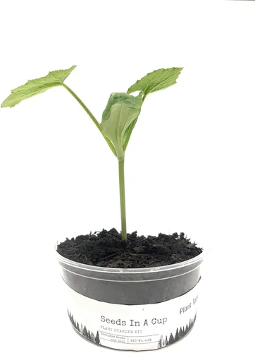 Vista 3 de Semillas en una taza - Kit de cultivo de plantas (tomillo)
