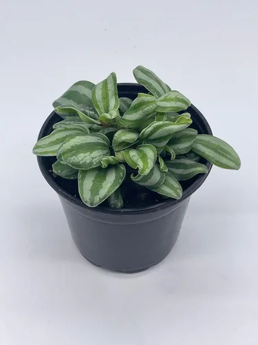 Vista 2 de BubbleBlooms Peperomia Mini Sandía, 4 pulgadas de diámetro