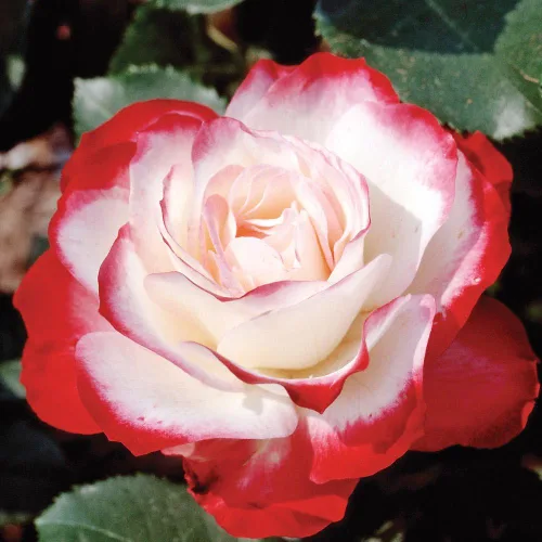Vista 2 de Cherry Parfait Rose Bush - Planta viva de 1.5 galones, flores blancas rojas fragantes, rosa grandiflora reblooming, raíz propia, zonas 5-10