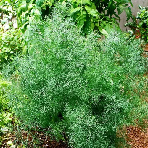 Vista 3 de Semillas de eneldo tipo arbusto de herencia vegetal para plantar sin OMG