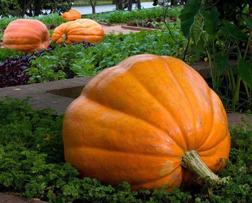 Vista 6 de Semillas Gigante Calabaza Titán No GMO Heirloom