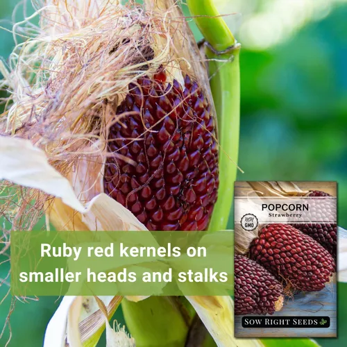 Vista 3 de Sow Right Seeds - Semilla de maíz de fresa para plantar - Paquete de reliquia sin OMG con instrucciones para plantar un huerto casero - Cultiva tus