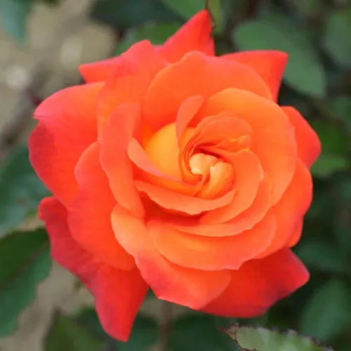 Vista 2 de Rose Bush - Planta viva, fragante té híbrido, planta de rosas bien enraizadas, 5-10 pulgadas de alto para plantar en interiores y exteriores