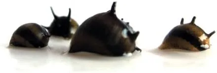 Vista 2 de SubstrateSource Caracoles Nerite con cuernos - Live Clithon Corona 6 Pack