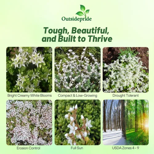Vista 2 de Outsidepride Oktoberfest Semillas Sedum - 1000 semillas perennes de cobertura del suelo para plantar, plantas suculentas resistentes al frío