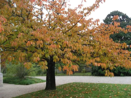 Vista 4 de 1-1000 piezas de semillas de cerezo con flores japonesas blancas Hill Prunus Serrulata 0146 (5+ semillas)