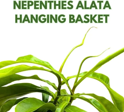 Vista 2 de BubbleBlooms Carnívora Planta Nepenthes Jarra alada 6 pulgadas HB