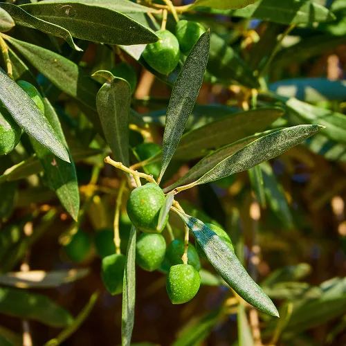 Vista 3 de Sanniti Tarro entero de aceitunas Bella Di Cerignola, 20.5 oz