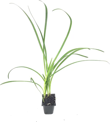 Vista 2 de Society Garlic Tulbaghia Violacea Tulbaghia Violacea Tolerante a la sequía, flores fragantes, plantas ornamentales perennes, de bajo
