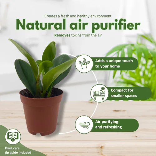Vista 8 de BubbleBlooms Peperomia Obtusifolia - Planta de mármol verde en maceta de goma de 2 pulgadas con hoja de cuchara pequeña