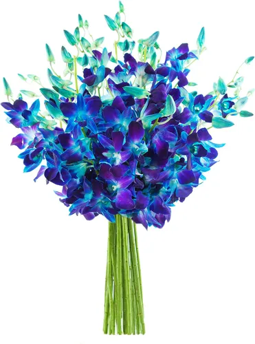 Vista 12 de Kabloom 10 Tallos Blue Valentine Dendrobium orquídeas, 2.5 libras