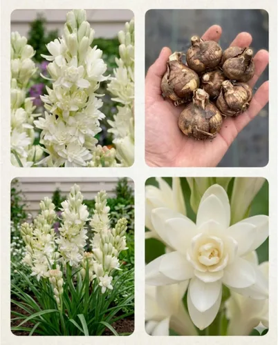 Vista 4 de Fragnante, tuberosa, planta perenne, tesoros de jardinería, profesional. 4 bulbos
