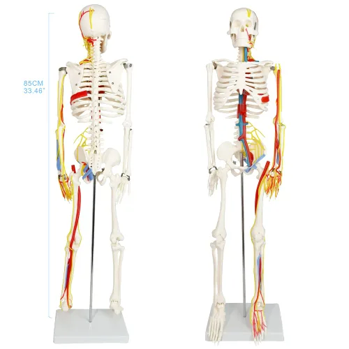 Vista 3 de EVOTECH SCIENTIFIC Mini modelo de esqueleto humano para anatomía, modelo de esqueleto humano de tamaño natural de 33.5 pulgadas, 1/2 con nervios