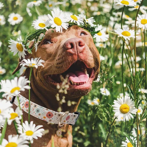 Vista 5 de Faygarsle - Collar de algodón para perros, collar de diseñador para hembras, tamaños pequeños, medianos y grande, diseño de flores con dijes de Beige