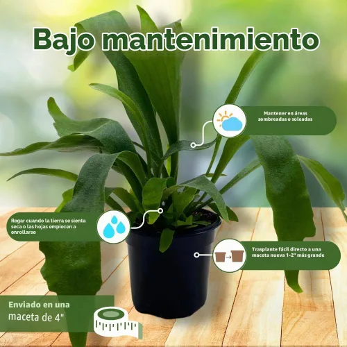 Vista 5 de BubbleBlooms Helecho cuerno de ciervo, en una olla de 4 pulgadas, Platycerium bifurcatum Elkhorn