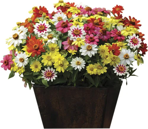 Vista 4 de Park Seed Semillas de zinnia, plantas de flores, fáciles de cultivar, sin OMG, perfectas para jardín de primavera, cereza Swizzle y marfil, paquete