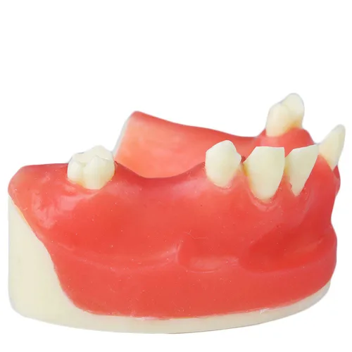 Vista 3 de Modelo de implante maxilar rojo dental con modelo de educación modelo de práctica de silicona suave