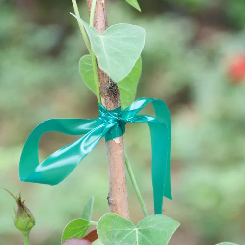 Vista 8 de Easytle Cinta de amarre de jardín de 0.45 pulgadas y 290 pies, rollo de cinta elástica para plantas, resistente cinta de plantas de PVC verde
