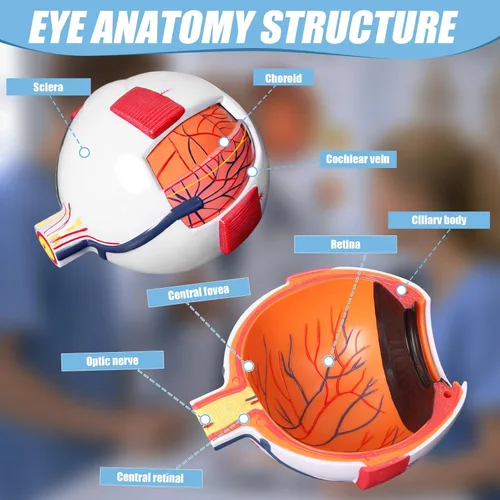Vista 4 de Modelo de anatomía ocular, modelo de globo ocular ampliado 6X, modelo anatómico de ojo humano para estudiantes de educación científica, exhibición