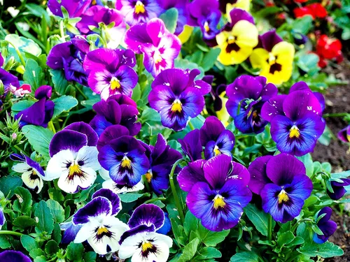 Vista 3 de Mezcla de semillas de bambú de viola multicolor, más de 50 semillas para plantar sin OMG
