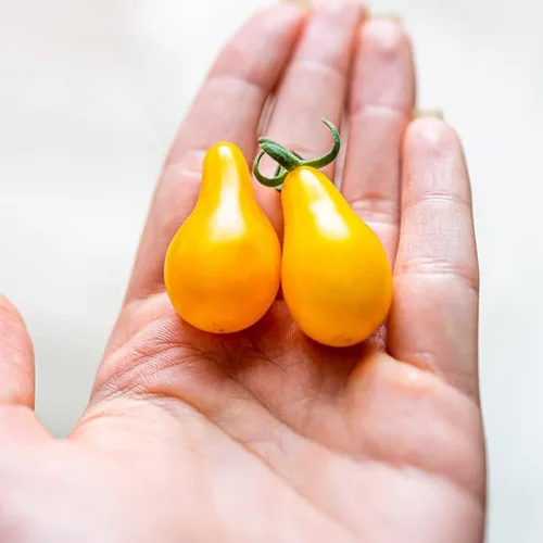 Vista 6 de Tomate Yellow-Pear (75 Semillas)
