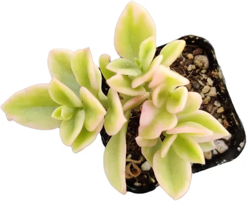 Vista 6 de Plantas de cactus suculentas vivas (2 pulgadas Opuntia Microdasy Golden Swirl Monstrose)