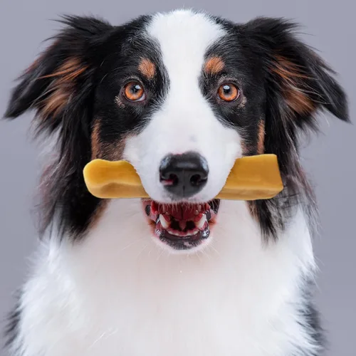 Vista 2 de PIMA - Masticables de queso canino, masticables naturales de yak para perros de 35 libras o más pequeños, sin lactosa, masticables de larga duración