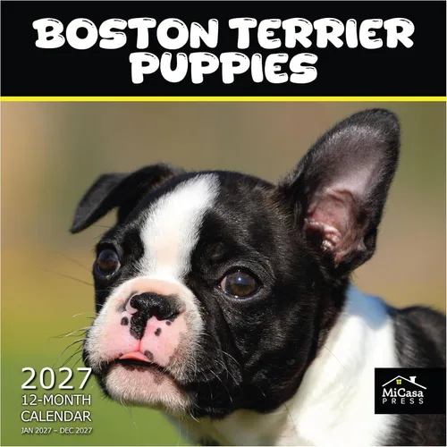 Vista 31 de MICASA PRESS Calendario de pared de Australian Shepherds Aussies 2027 02 - Pastores australianos