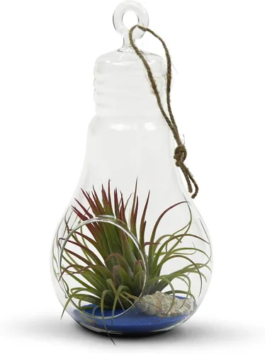 Vista 6 de WGV - Terrario de cristal colgante para plantas, ancho de 3 pulgadas, altura de 6 pulgadas, bombilla de aire para suculentas, jarrón transparente