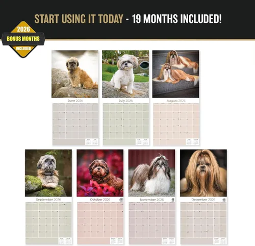Vista 3 de Razas de Perros 2017 Shih Tzu
