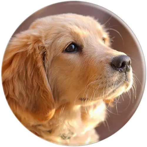 Vista 4 de Golden Retriever Puppy – PopSockets Grip y soporte para teléfonos y tabletas