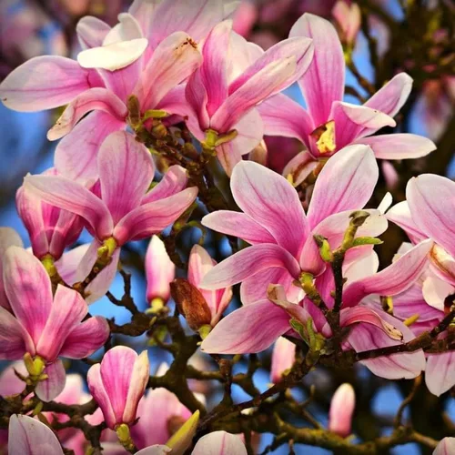 Vista 3 de Magnolia Tree Planta viva, arbusto de flores de magnolia, 6-12 pulgadas de alto, en maceta, arbusto de magnolia fragante listo para crecer