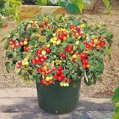 Vista 3 de 10 Semillas Italiano Patio Cherry Tomate-vigorosa Producción!-Fruta muy dulce!!