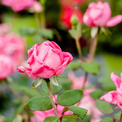Vista 5 de Doble Rosa Ko 1 Galón