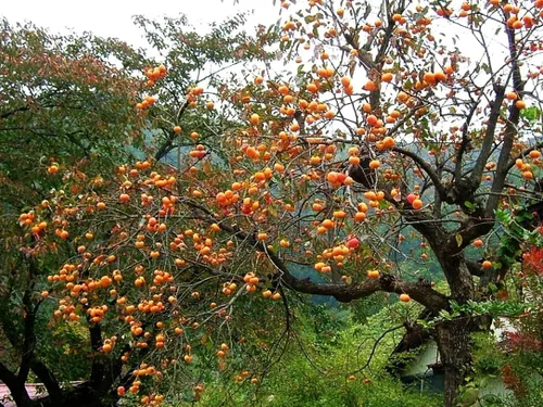 Vista 5 de TomorrowSeeds - Semillas de árbol de caqui americano - Más de 20 unidades - para plantar 2026 Diospyros Virginiana Caquis orientales comunes Árboles