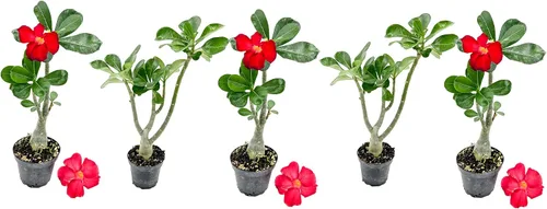 Vista 8 de ragnaroc Suculentas vivas – Rosa del desierto Adenium Obesum 15-25 cm de altura en maceta de 10 cm - 1 unidad - El color al florecer puede ser rosa