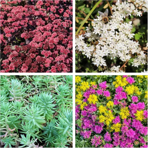 Vista 9 de 150 Semillas de flores suculentas de Sedum Stonecrop Mixtas Rojo, Blanco, Amarillo, Rosa, Púrpura