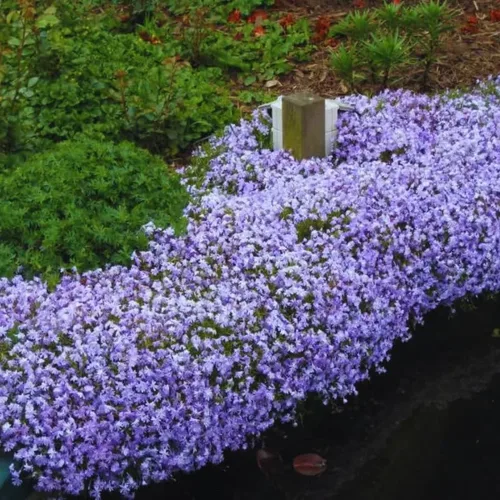 Vista 5 de Blue Phlox - Planta viva, Phlox perenne rastrera, Phlox rastrero de lavanda azul-púrpura, planta de inicio de 1 a 3 inc. y bien enraizada