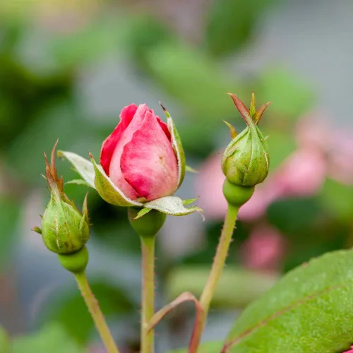 Vista 4 de Doble Rosa Ko 1 Galón