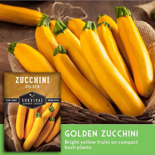 Vista 5 de Semillas de calabacín dorado para plantar, planta y cultiva verduras de calabacín amarillo en tu huerto casero, variedad de reliquia sin OMG