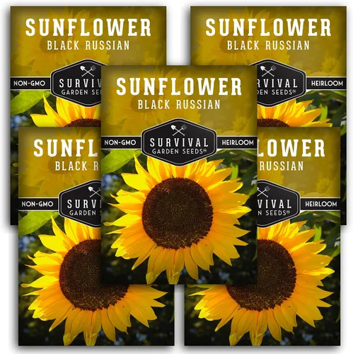 Vista 11 de Paquete de 1 semilla de girasol ruso negro para plantar, paquete con instrucciones para cultivar flores para aceite o alimentación de aves