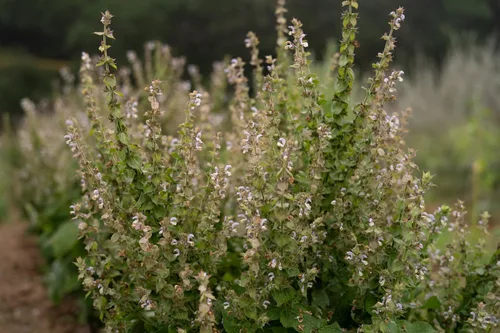 Vista 4 de Plant Good Seed Semillas orgánicas de salvia clara para plantar: hierba para cosméticos, flores moradas fragantes - Paquete de 50 semillas
