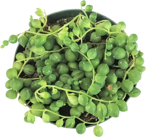 Vista 5 de String of Pearls Senecio Rowleyanus (maceta de plástico de 2 pulgadas) – La mejor planta de interior para decoración de hogar y oficina