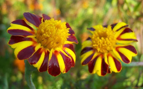 Vista 5 de Semillas Caléndulas Mr Majestic - Flores anuales para plantar - Sin OMG