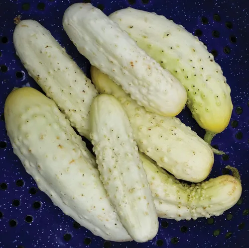 Vista 2 de Semillas de pepino blanco en vinagre Heirloom vegetal no transgénico