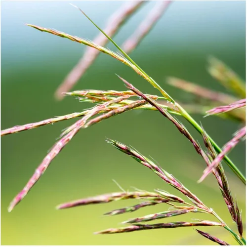 Vista 2 de Everwilde Farms - Semillas de hierba nativa Big Bluestem de 1 onza - Gold Vault