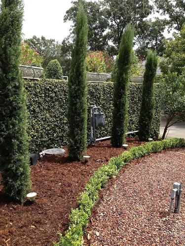 Vista 3 de Florida Foliage Árbol de ciprés italiano 40 plántulas vivas Cupressus Sempervirens Plantas formales elegantes de estilo mediterráneo, verde